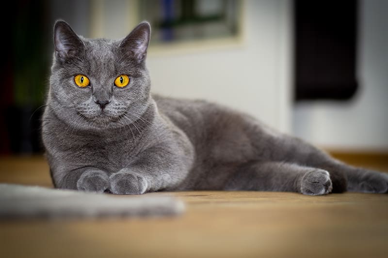 Hernias in cats - types, symptoms and treatments. Thomasville Vet