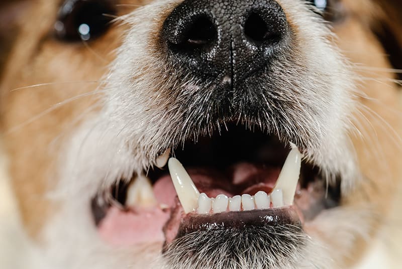 Dental care for dogs to prevent or treat oral health problems in dogs, Thomasville vet