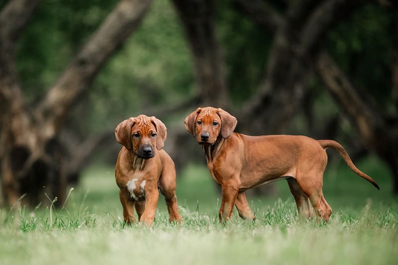 Ridgeback puppies in a backyard with green grass and tall trees, Thomasville Vet