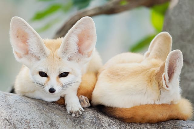 Fennec fox as pets, Thomasville Exotic Companion Mammal Vet