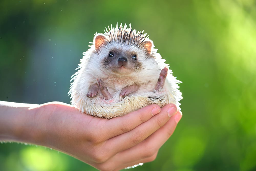 Pet Hedgehog