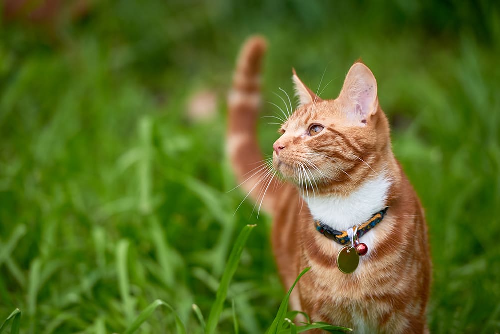 Ginger cat enjoying walking through the grass in sunshine. Thomasville Vet