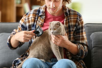 Basics of grooming cats and dogs, Thomasville Vet