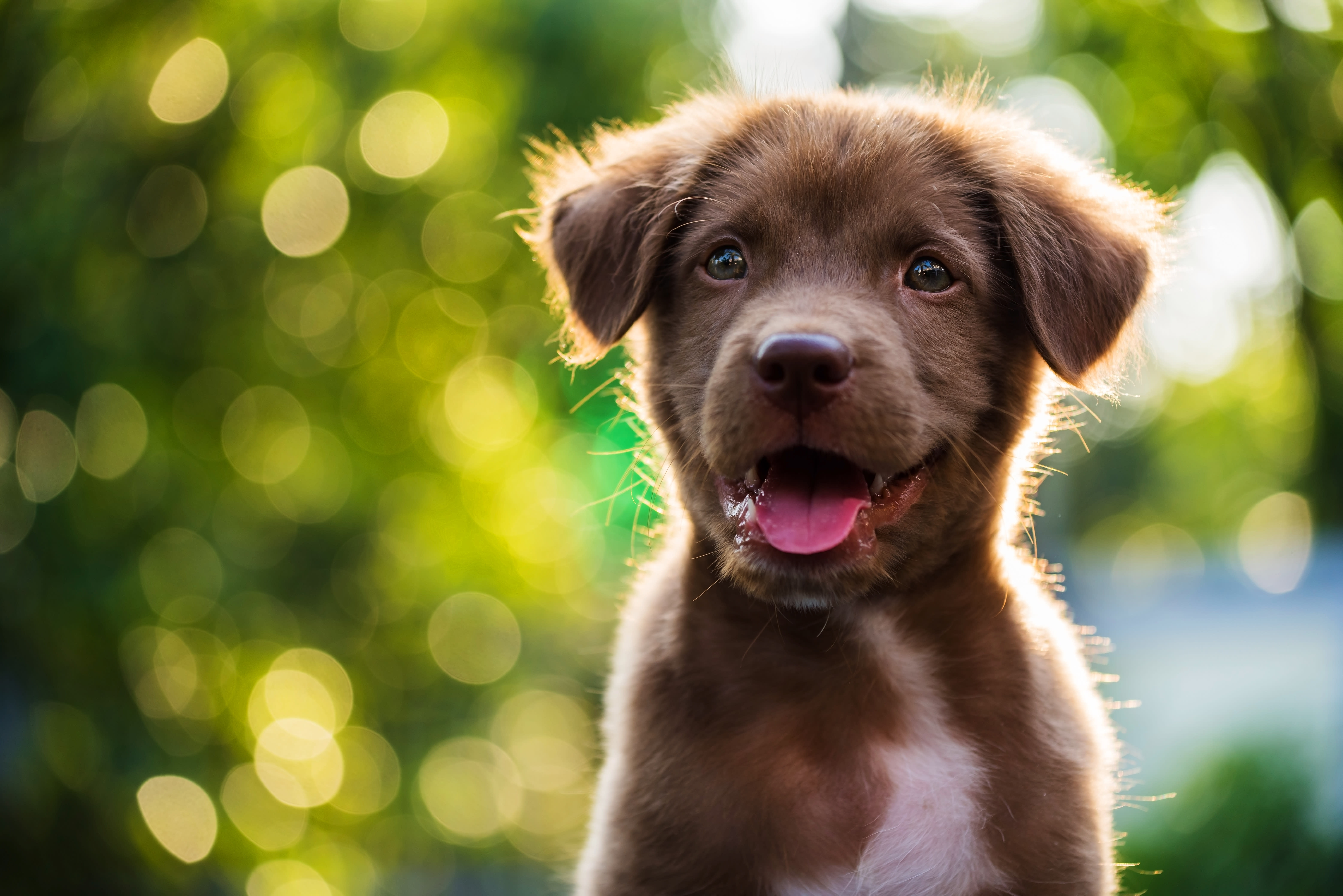 How and when to groom your new puppy. Cute chocolate lab puppy on the grass looking at camera.