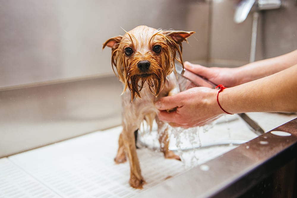 Small dog getting bathed. Even small dogs can become aggressive during grooming.