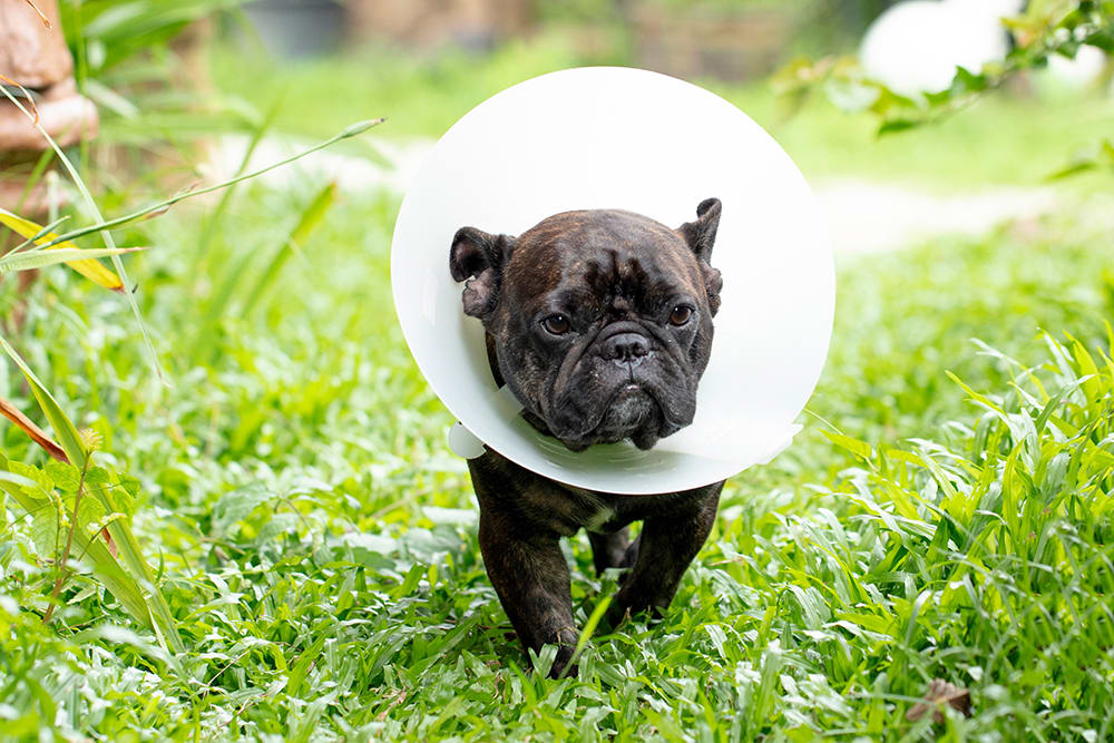 Your dog will likely where a cone for awhile after their spay or neuter surgery