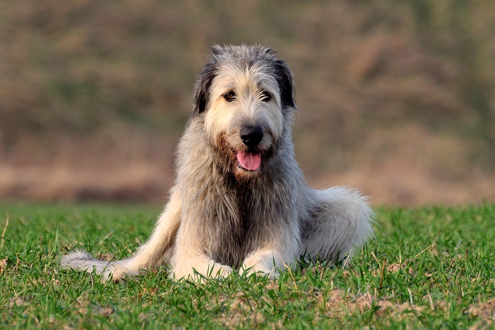 Large happy dog relaxing on the grass, smiling at camera.