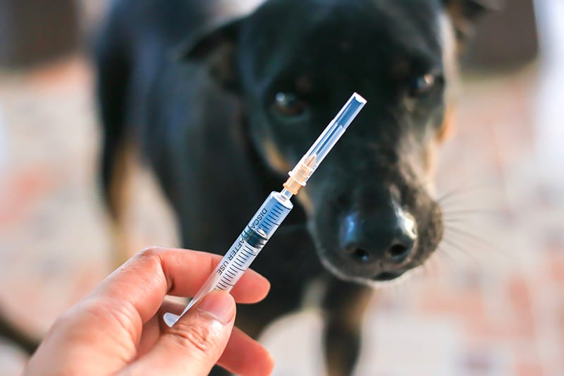 Dog at vet for bordetella vaccine, Thomasville Vet