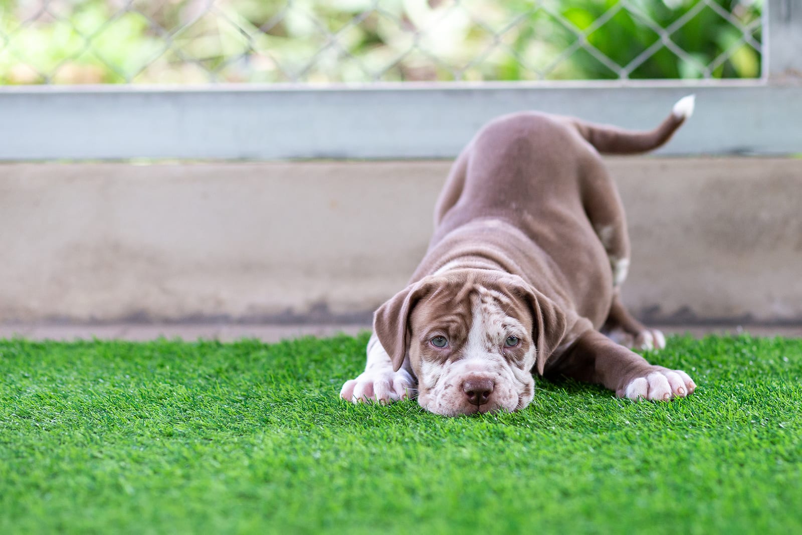 Adorable brown puppy playing on turf in enclosed area with blue fence
