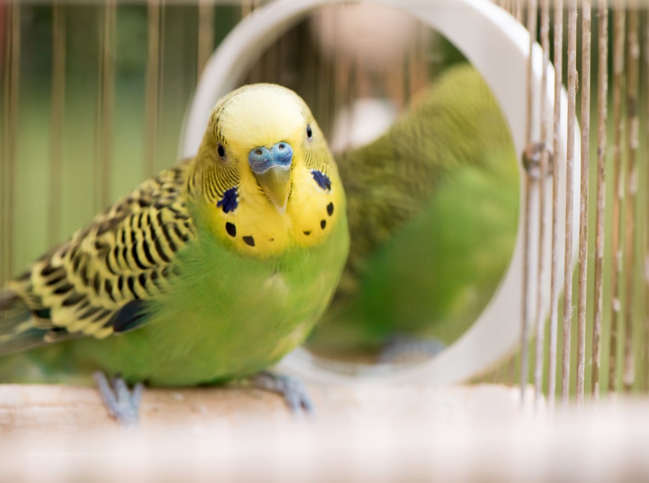 Best pet birds for first time owners, Thomasville Vet
