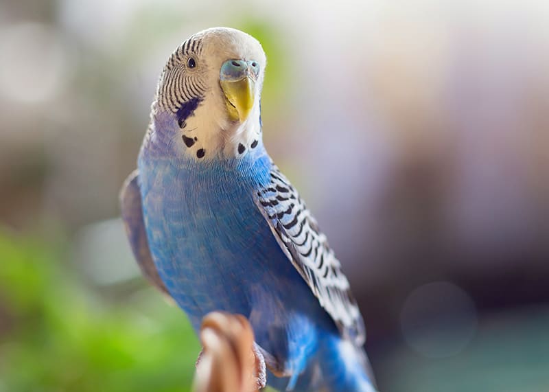 Beginner's Guide to Budgie Care, Thomasville Vet