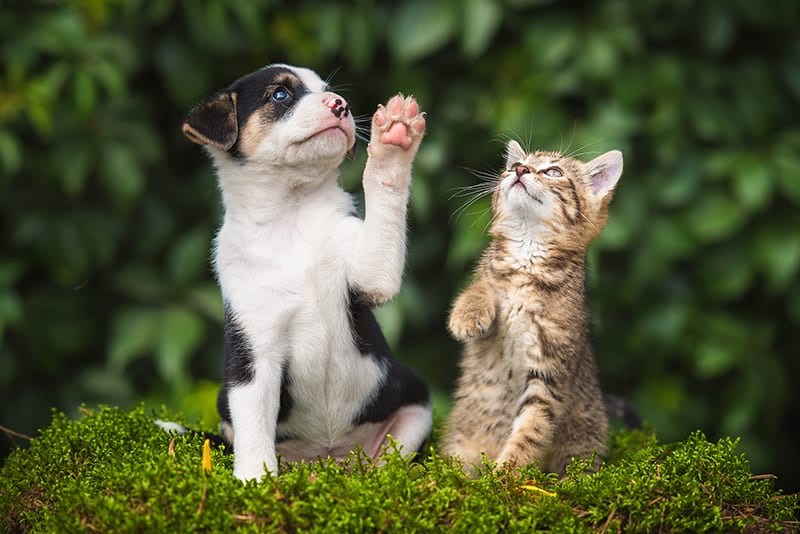Puppy and kitten sitting together on grass, Thomasville Vet Wellness Plans available for dogs and cats