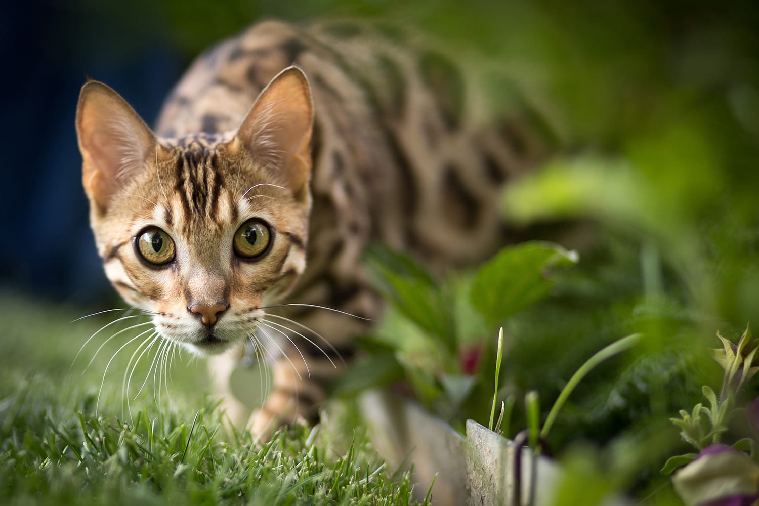 Bengal cat, walking through garden, looking into camera.