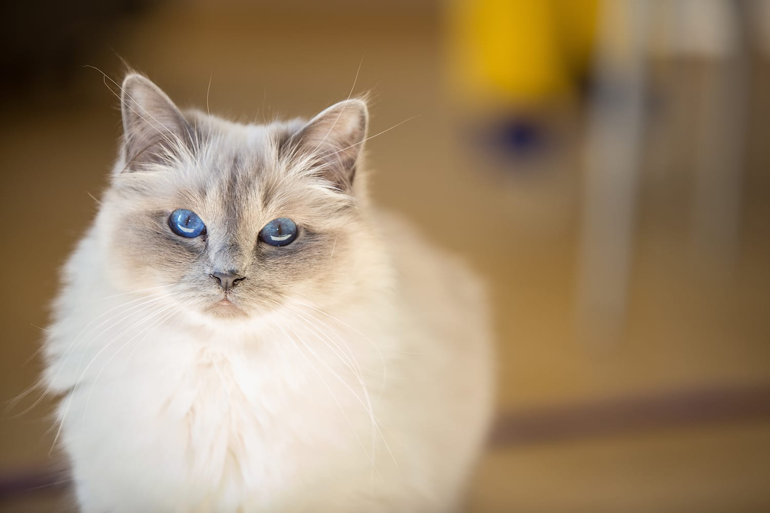 Light coloured, long haired cat with blue eyes looking into camera. Yellow room behind.
