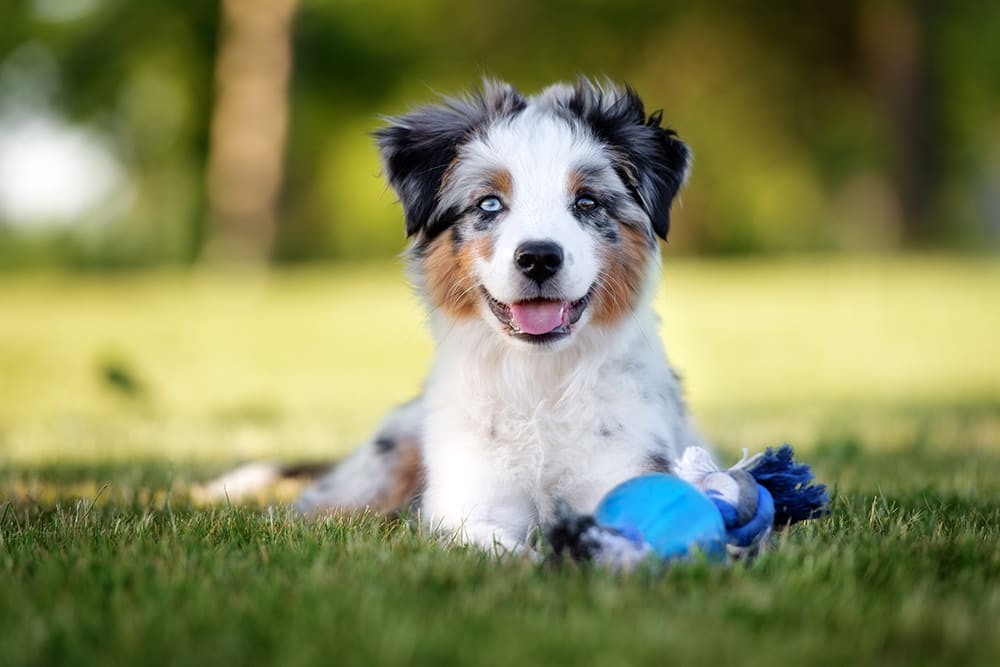 Border collie puppy playing in grass. 