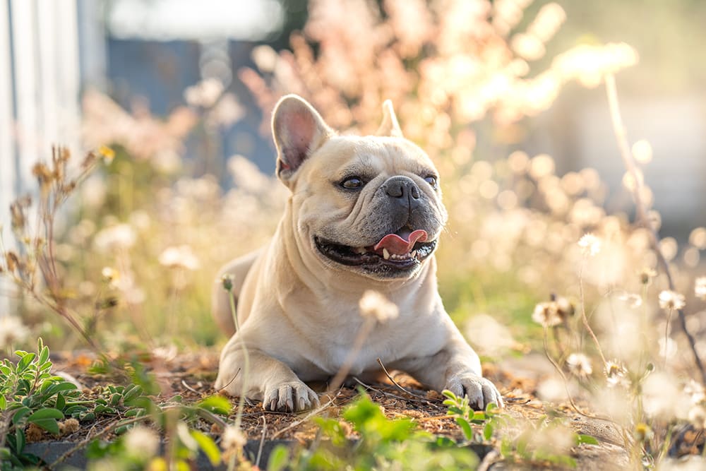 Small dog's like Frenchie need particular attention paid to their teeth in order to prevent problems from developing.