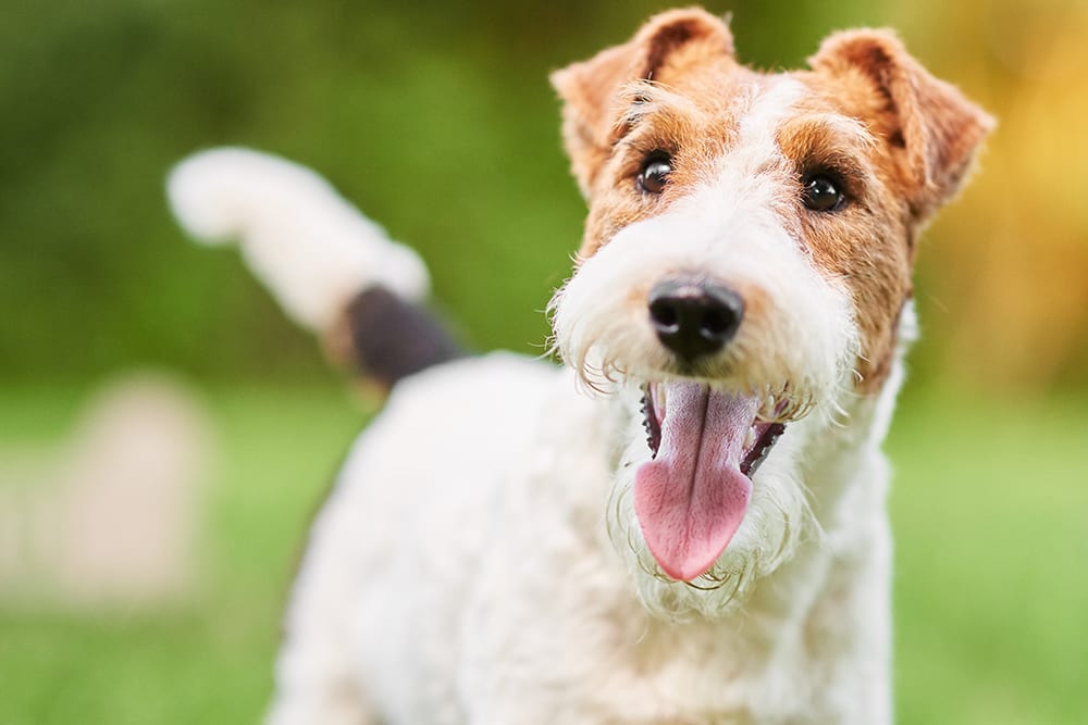 Happy dog panting towards camera. How to get rid of bad breath in dogs.