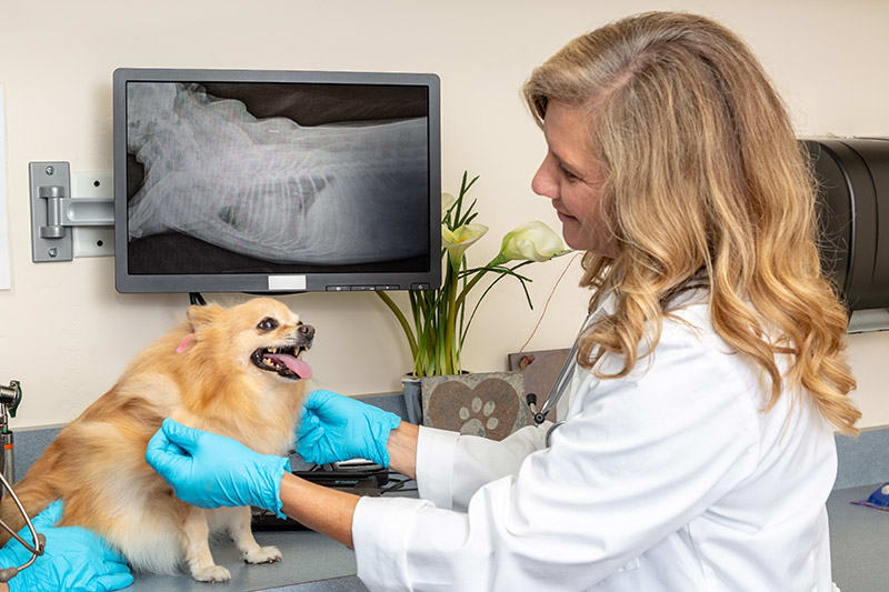 How much does a dog x-ray cost and what is the process? Thomasville vet