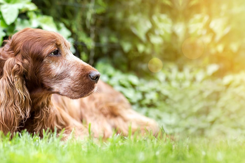 Best foods to feed a dog with heart disease. Thomasville Vet