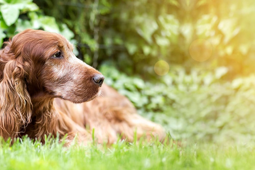 Best Foods For Dogs With Heart Disease Davidson County Vets