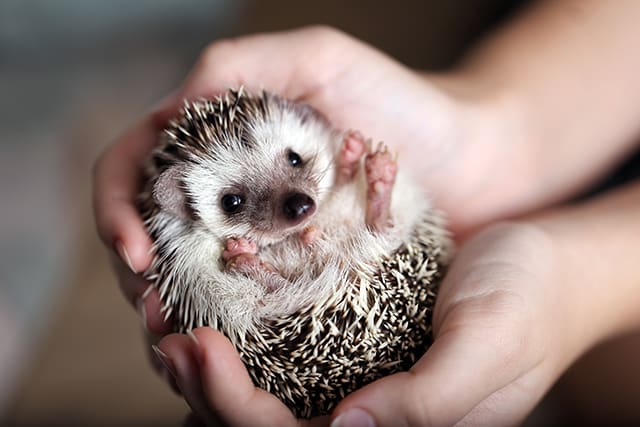 Hedgehogs as pets, Thomasville Exotic Companion Mammal Vet