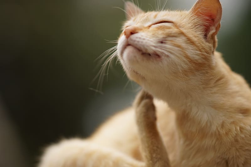 Ginger cat outside scratching ear, Thomasville Vet