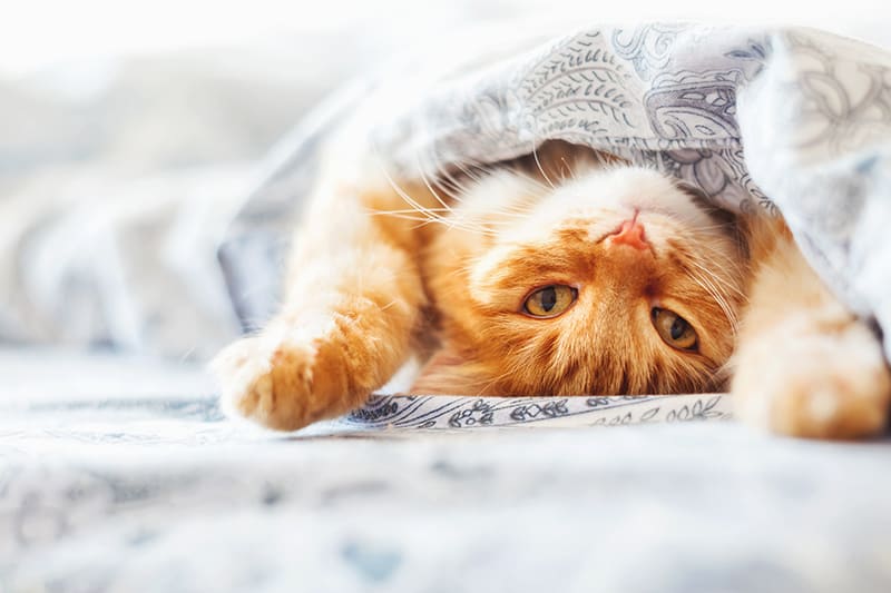 Ginger cat cuddled up in bed - protect the health of your beloved pet with up to date rabies vaccines, Thomasville Vet