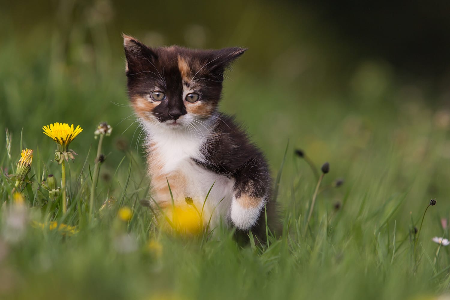 Tortoiseshell kitten in green grass. 