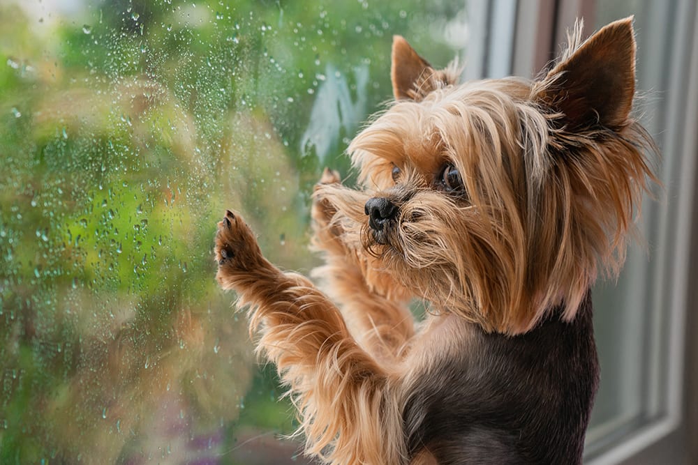 Dogs can suffer from boredom and loneliness when left for long periods of time.