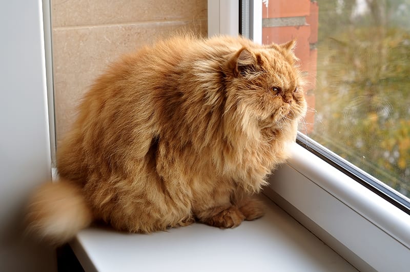 Overweight ginger cat looking out of the window, Thomasville Vet