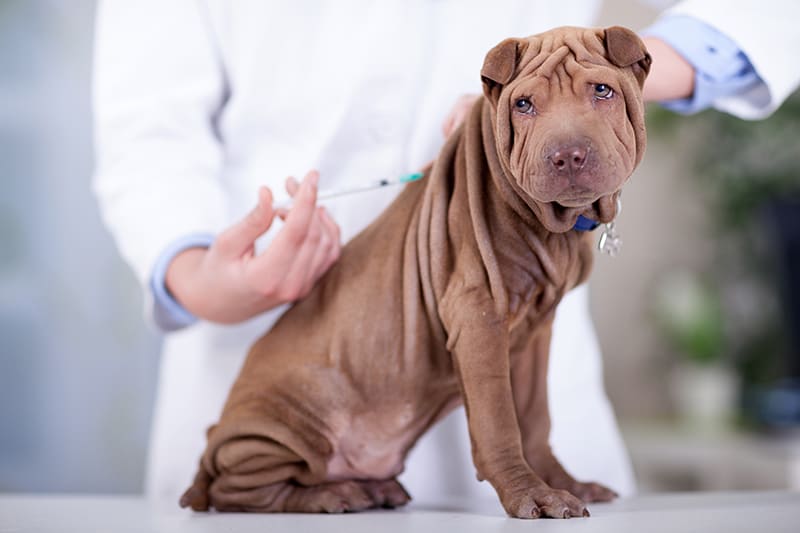 What to do if your dog has a reaction to their vaccinations, Thomasville Vet
