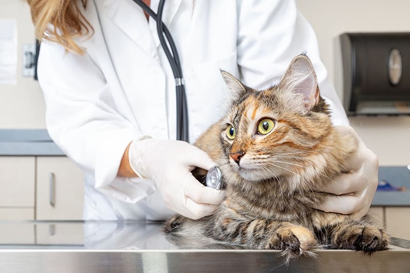 Preventive care for dogs and cats, Thomasville vet