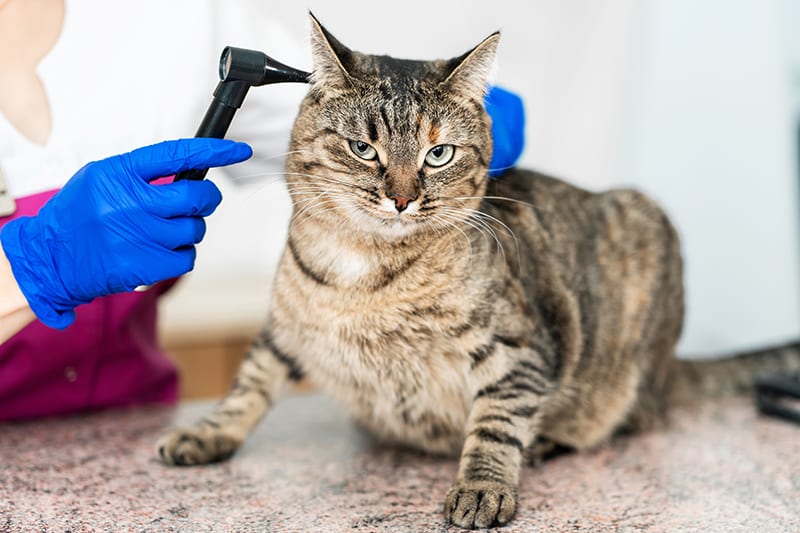 What you need to know about ear infections in cats, Thomasville Vet
