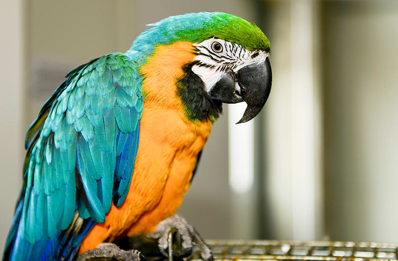 Best talking birds, Thomasville Vet