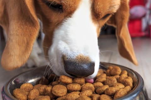 Best foods to feed dogs with allergies, Thomasville Vet