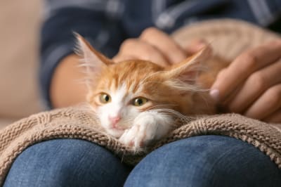 Vaccination schedule for kittens and adult cats, Thomasville Vet