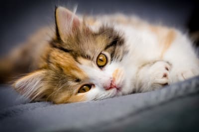 Importance of spaying or neutering kittens and adult cats, Thomasville Vet