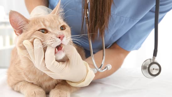Dental Care for Cats & Dogs, Thomasville Vet