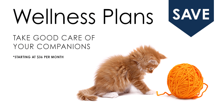 Wellness Plans, Thomasville Vet