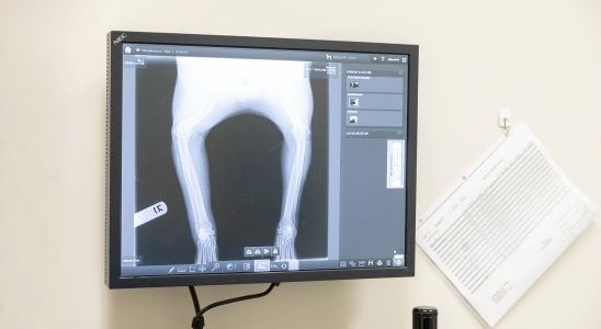 Orthopedic Surgery, Thomasville Vet