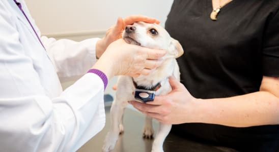 thomasville veterinary hospital prevention