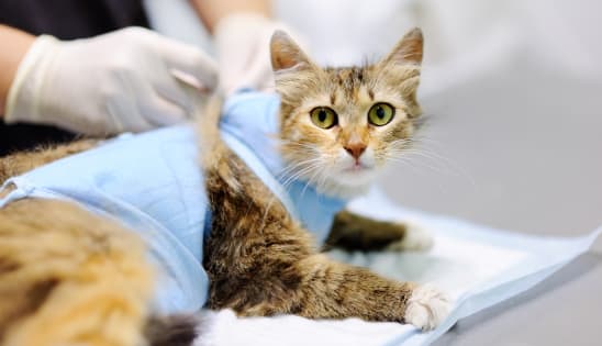 Spaying & Neutering, Thomasville Vet