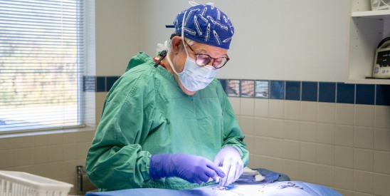 Orthopedic Surgery, Thomasville Vet