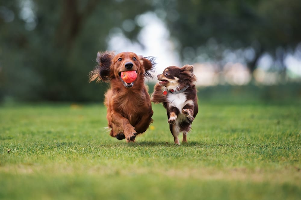 Two small dogs running side by side in a park. Dog on the left has a red ball in their mouth. Trees in the background.