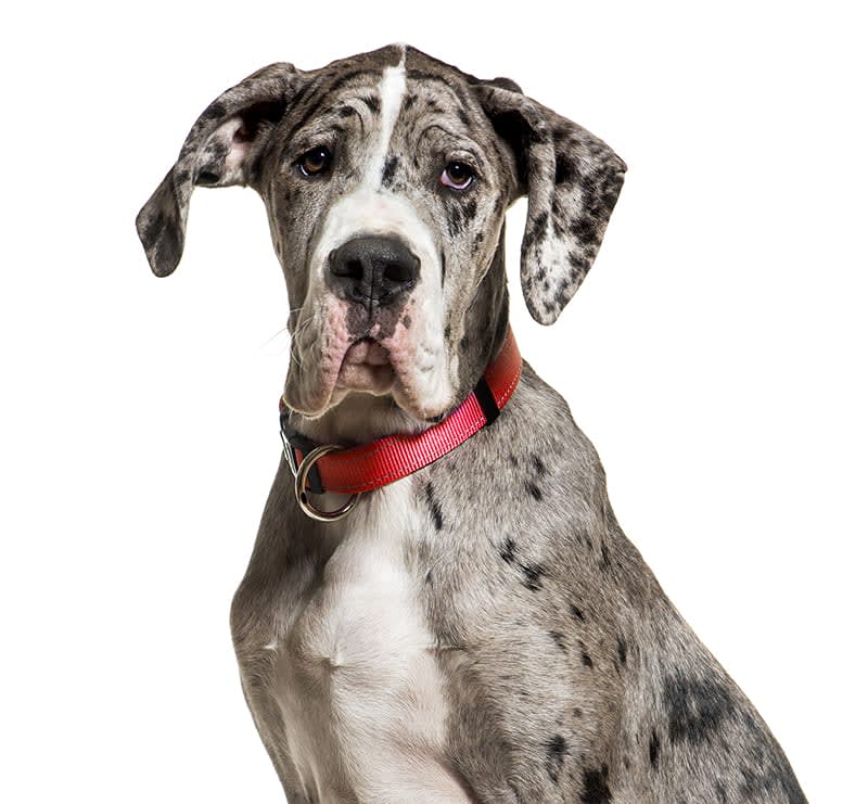 Giant Dogs, Thomasville Veterinary Hospital