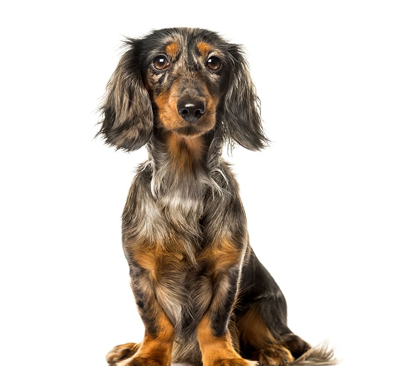 Small Dogs, Thomasville Veterinary Hospital