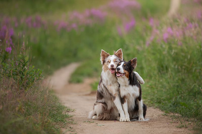 Two smiling border collies sitting together in a field of grass, Thomasville Vet