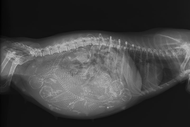 X-ray of pregnant female dog showing about 6 puppies present, Thomasville Vet